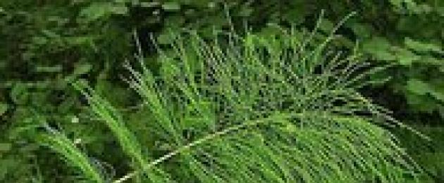 Хвощ приречный. Хвощ речной (топяной) – Equisetum fluviatile L.Семейство хвощевые – Equisetaceae