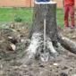 Как быстро уничтожить дерево не спиливая его, химические способы удаления Выкорчевка поросли