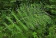 Хвощ речной (топяной) – Equisetum fluviatile L