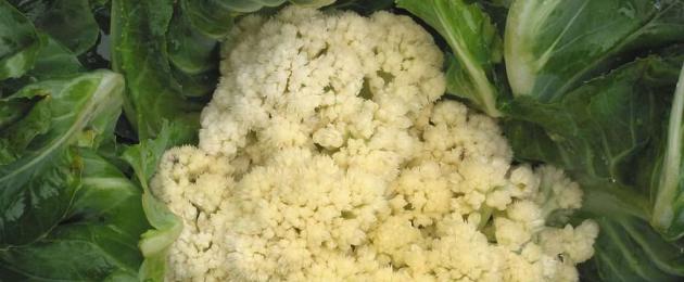 Перезревшая цветная капуста можно есть. Способы, как хранить цветную капусту в свежем и замороженном виде