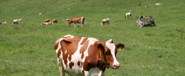Интересные факты о коровах и быках. Интересные факты о коровах Коровы в Индии