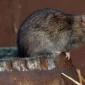 Как избавиться от мышей на участке: самый эффективный способ и метод Полевые мыши на даче