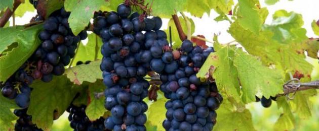 Вино из винограда изабелла в домашних условиях, простой рецепт с фото. Правильное приготовление домашнего вина из винограда изабелла