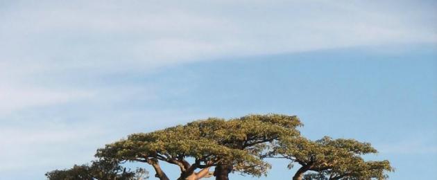 Где растут баобабы: страна, интересные факты и особенности. Удивительное дерево — баобаб 10 самых интересных фактов о дереве баобаб