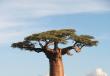 Удивительное дерево — баобаб 10 самых интересных фактов о дереве баобаб