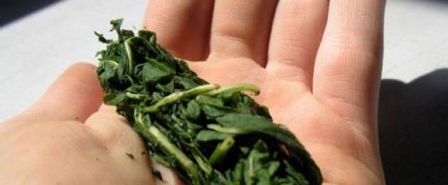 Хранение листьев смородины для чая и не только. Профилактика листьев смородины от заболеваний и как вылечить растение Заморозка листьев смородины
